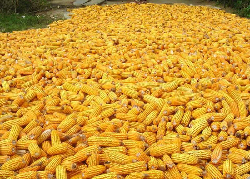 Biopower Tongeren biogas plant will use corn to produce electricity